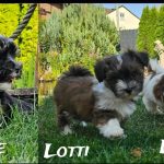 Lenny, Fine + Lotti