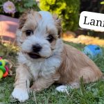 Lani, Leo + Luna