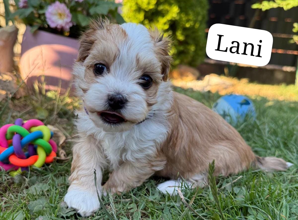Mehr über den Artikel erfahren Lani, Leo + Luna